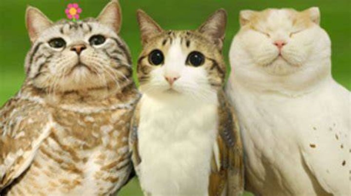 Discovering The Enigmatic World Of The Original Owl